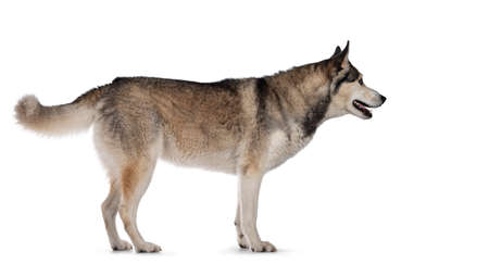 Pretty young adult Husky dog, standing side ways. Looking straight ahead showing profile with light blue eyes. Isolated on a white background.の写真素材
