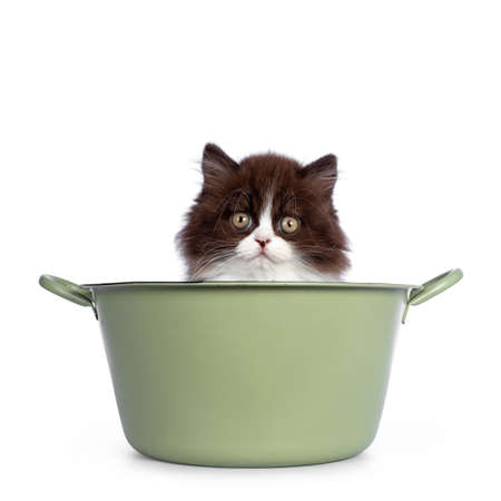 Adorable brown with white fluffy British Longhair cat kitten, sitting in green tub. Looking at camera with round eyes. Isolated on white background.の写真素材