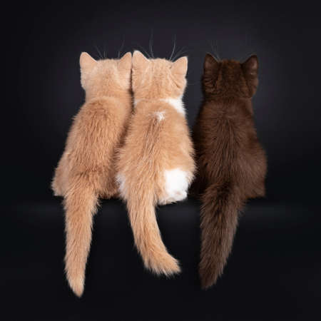 Row of three cute British shorthair cat kittens, sitting backwards on edge. Looking towards...