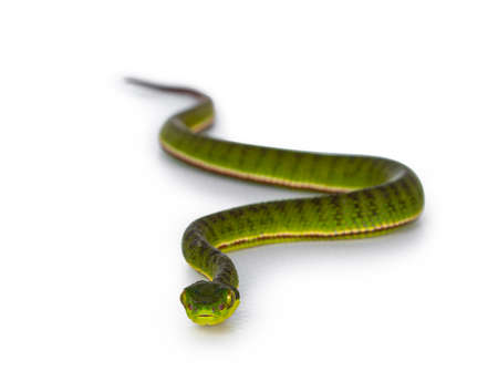 Brown spotted green pitviper or pit viper, curled up with head high. High detail. Looking towards...