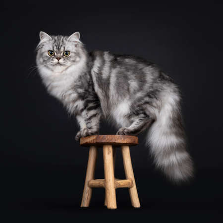 Pretty young black silver blotched British Longhair cat, standing side ways on little wooden stool. Looking to camera. Isolated on black background.の写真素材