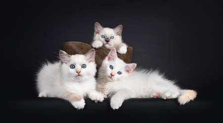 Group of three Ragdoll cat kittens sitting in and and in front of brown leather bag. All looking towards camera with mesmerizing blue eyes. Isolated on black background.の写真素材