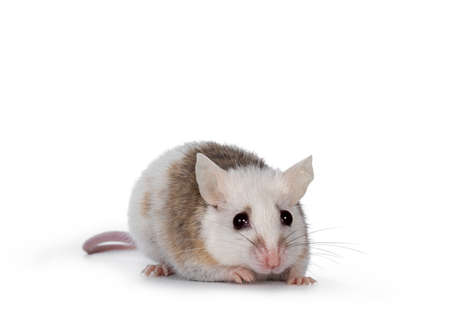 Brown with white young adult African rat aka Mastomys Natalensis, standing facing front. Looking towards camera showing both eyes. Isolated on white background.の写真素材