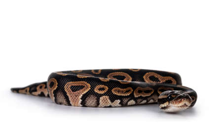 Baby female Ballpython aka Python regius moving towards lens, isolated on white background.の写真素材