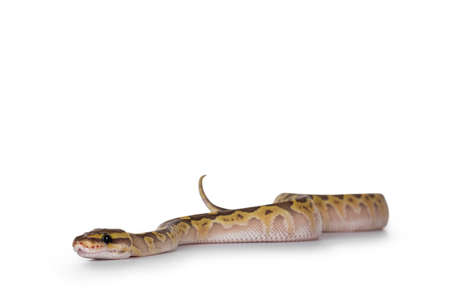 Baby female Lesser Pastel Ballpython aka Python Regius, isolated on white background. Moving side...