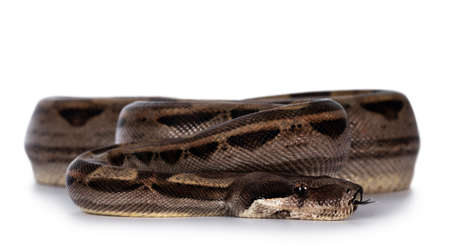 Front view of beautiful brown Boa constrictor aka Boa imperator snake, isolated on white background.の写真素材