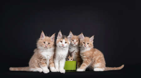 Group of five Fluffy Maine Coon cat kittens, sitting around green drinking bowl. All looking towards camera except one that is drinking. Isolated on black background.の写真素材