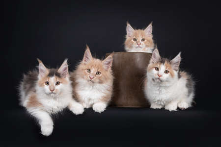 Group of four Fluffy Maine Coon cat kittens, laying / sitting beside each other beside and in leather basket. All facing camera. Isolated on black background.の写真素材