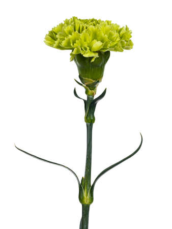 Closeup side view from green Carnation flower in full bloom. Isolated on white background.の写真素材