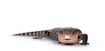 Detailed shot of an Indonesian blue-tongued skink aka Tiliqua gigas, standing facing front with tail showing behind it. Tongue out. Isolated on white background.の写真素材