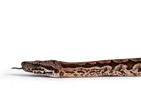 Side view detail of Dumeril's boa aka Acrantophis dumerili snake head. Tongue out. Isolated on white...