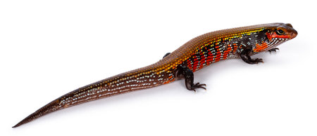 Top view of vivid colored adult Fire skink aka Lepidothyris fernandija, showing back. Isolated on...