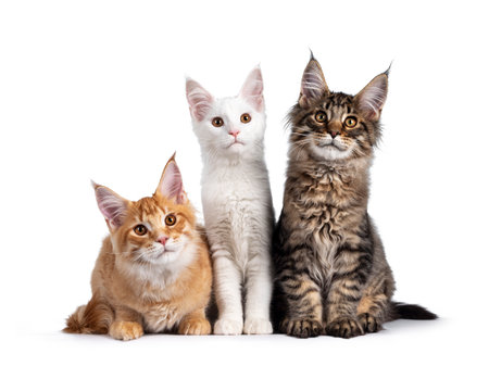 Red, solid white and black tabby Maine Coon cat kittens, sitting beside  each Looking already three to Isolated on white 