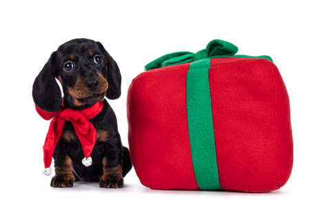 Adorable black and tan Dachshund aka Teckel dog puppy wearing red vevet ribbon around neck, sitting up beside red toy preset. Looking towards camera. Isolated on white background.の写真素材