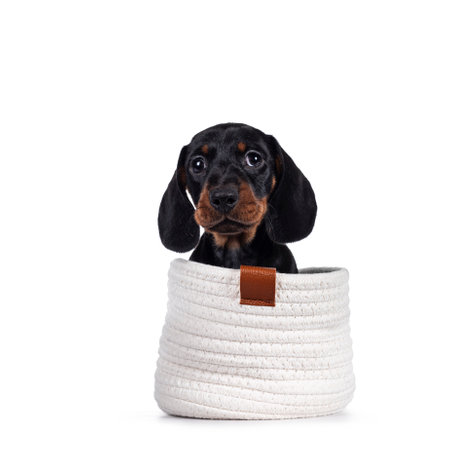 Adorable black and tan Dachshund aka Dachshund dog puppy, sitting in white basket. Looking towards camera. Isolated on white background.の写真素材
