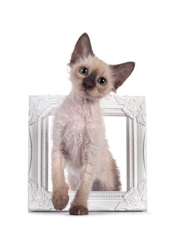 Pretty Chocolate Tonkinese Pointed LaPerm cat kitten, standing through white picture frame. Looking...