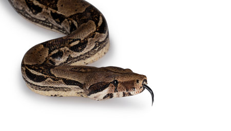 Detail head shot Boa Constrictor aka Boa Constrictor Imperator snake. Isolated on white background. Tongue out.の写真素材