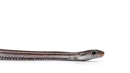 Head shot of juvenile Charcoal tessera striped Cornsnake aka Elaphe guttatus or Pantherophis...