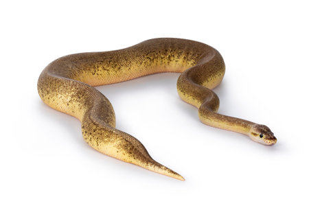 Adult Pinstripe Cinnamon Pastel Fire Ballpython aka Python regius snake. Full body shot on white...