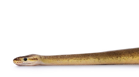 Adult Pinstripe Cinnamon Pastel Fire Ballpython aka Python regius snake. Head shot on white...