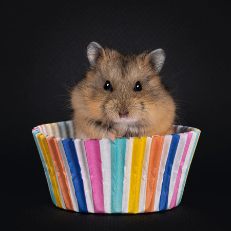 Cute baby hamster sitting up in colorful cupcake paper. Looking towards camera. Isolated on black background.の写真素材