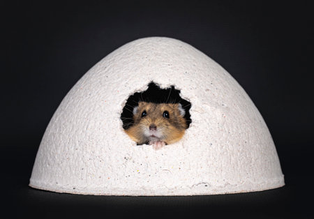 Cute little brown hamster sitting carton igloo Looking through hole towards camera. Isolated on...