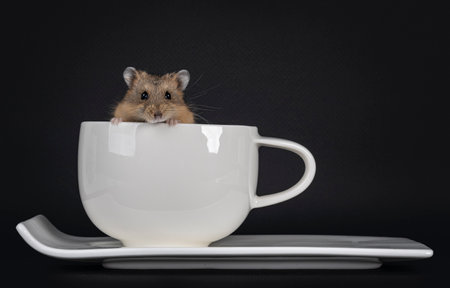 Cute little brown hamster sitting in white ceramic cup and saucer. Loking over edge of cup towards...