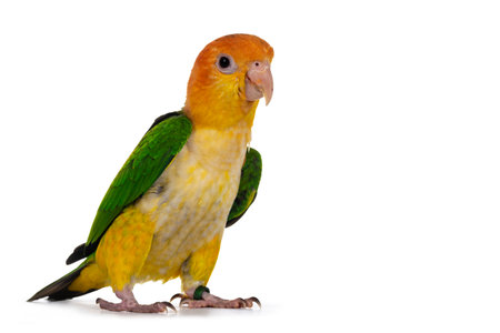 Young White bellied caique bird, walking side ways. Isolated on white background.