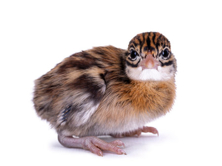 One week old Vulturine Guineafowl aka Acryllium vulturinum bird. Isolated on white background.
