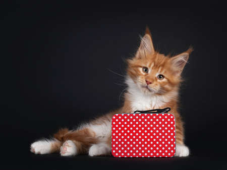 Handsome red with white Maine Coon cat kitten, sitting side ways behind little suitcase. Looking straight to camera. Isolated on black background.の写真素材