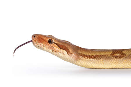 Head shot of adult T + albino Boa Constrictor aka Boa Imperator snake, moving side ways. Tongue out....