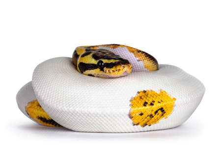 Young Piebald Ball Python aka Python Regius snake. Very high on white with button like yelow with...