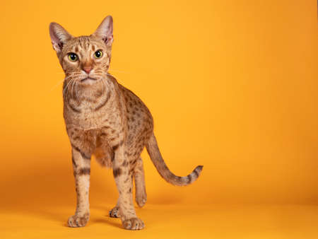 Handsome adult male Ocicat cat, standing facing front. Looking curious towards camera. Isolated on a solid orange yellow background.の写真素材