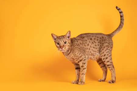 Handsome adult male Ocicat cat, standing side ways. Tail up and looking towards camera. Isolated on...