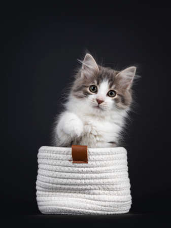 Adorable blue tabby mackerel Siberian Forestcat cat kitten, sitting in white knitted basket. Looking straight at lens. Isolated on black background. One paw playful in air.の写真素材