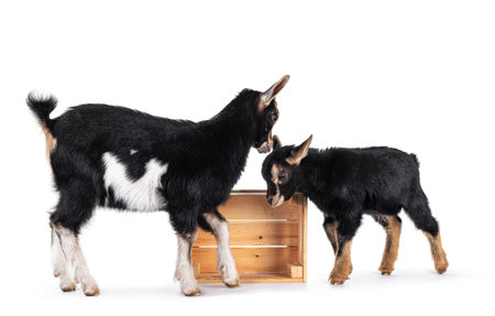 Two cute little goats. Standing side ways with head down in food bowl. Isolated on white background.の写真素材