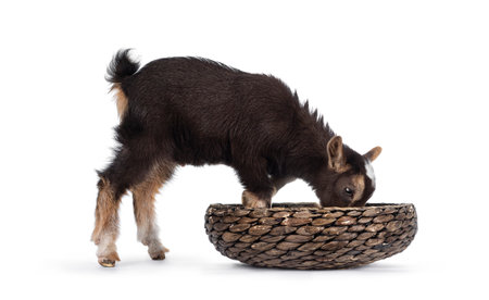 Cute little goat. Standing side ways with head down in food bowl. Isolated on white background.の写真素材