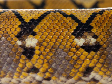 Full frame macro shot of skin from beautiful Reticulated python aka Malayopython reticulatus snake.