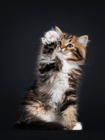 Gorgeous brown tabby Siberian cat kitten, sitting facing front with one paw high up. Looking up with mesmerizing eyes. Isolated on black background.の写真素材