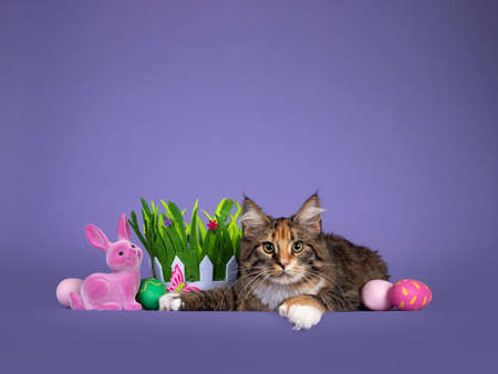 Cute tortie polydactyle Maine Coon cat, laying down inbetween painted easter eggs, bunny and velvet grass. Looking straight to camera showing big paw. Isolated on a solid purple background.の写真素材