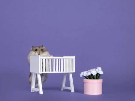Cute brown baby hamster, standing behind baby crib with flower pot with roses. Looking curiously towards camera. isolated on a purple background.の写真素材