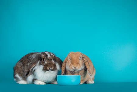 Two lop ear bunnies, sitting iwith food bowl. Looking at camera. Isolated on turquoise background.の写真素材