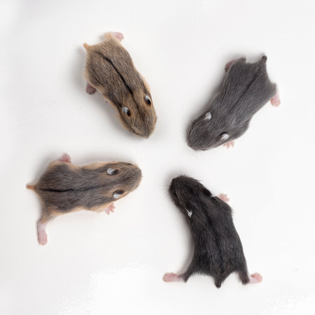 Four baby hamsters isolated on whiteの写真素材