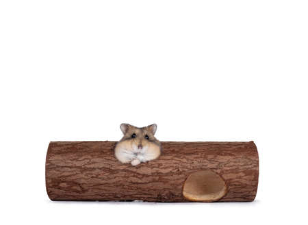 Cute brown dwarf hamster, sitting in wooden trunk toy. Peeping out of one of the holes and looking towards camera. Isolated on a white background.の写真素材