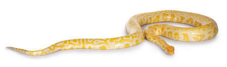 Young adult Burmese Python aka Python bivittatus snake in albino color. Isolated on white...