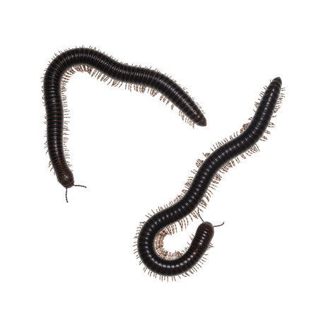 Adult male and female Ghana Speckled Leg Millipede aka Telodeinopus aoutii. Top view on white...