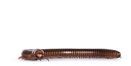 Eye level view of Ghana Speckled Leg Millipede aka Telodeinopus aoutii. Isolated on white...
