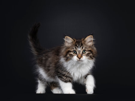 Cute black tabby with white Siberian cat kitten, walking side ways. Looking towards camera. Isolated on black backgrond.の写真素材