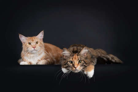 Duo of red silver and tabby tortie Maine Coon cat youngsters, laying side by side. Looking towards camera. Isolated on a black background.の写真素材