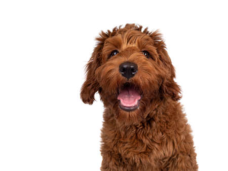 Haed shot of adorable red Cobberdog aka Labradoodle dog puppy, sitting up facing front. Looking...